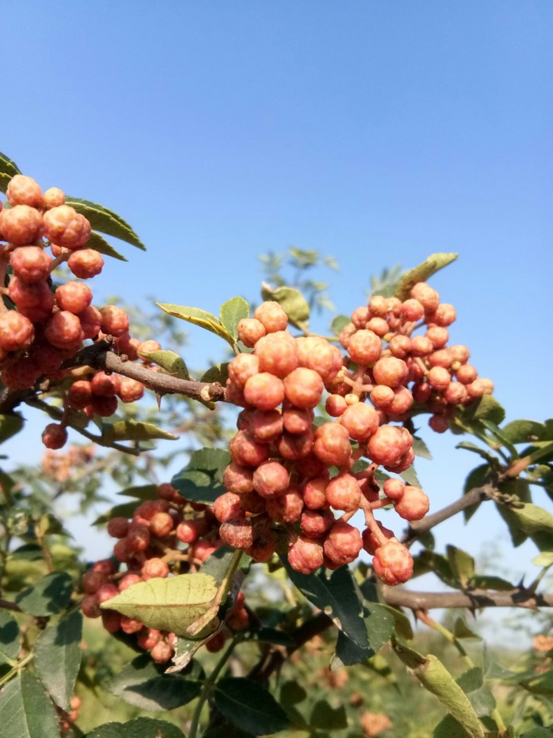 赵庄镇高山花椒大量上市