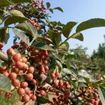 赵庄镇高山花椒大量上市