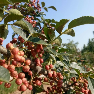 赵庄镇高山花椒大量上市