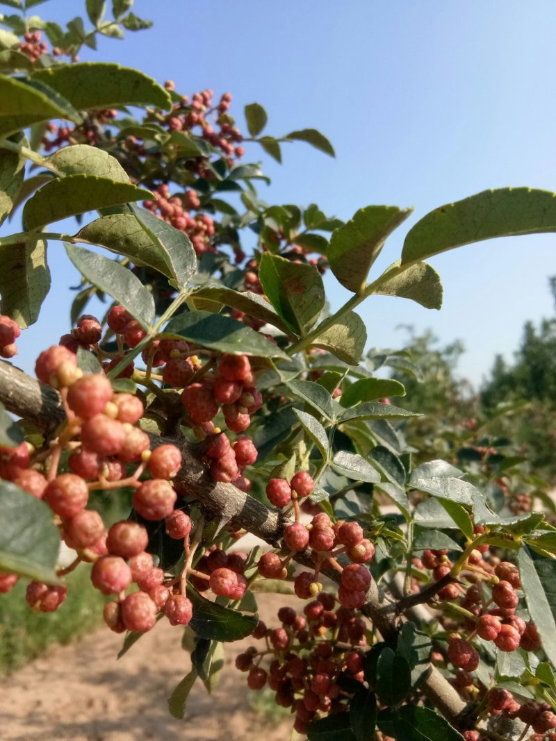 赵庄镇高山花椒大量上市