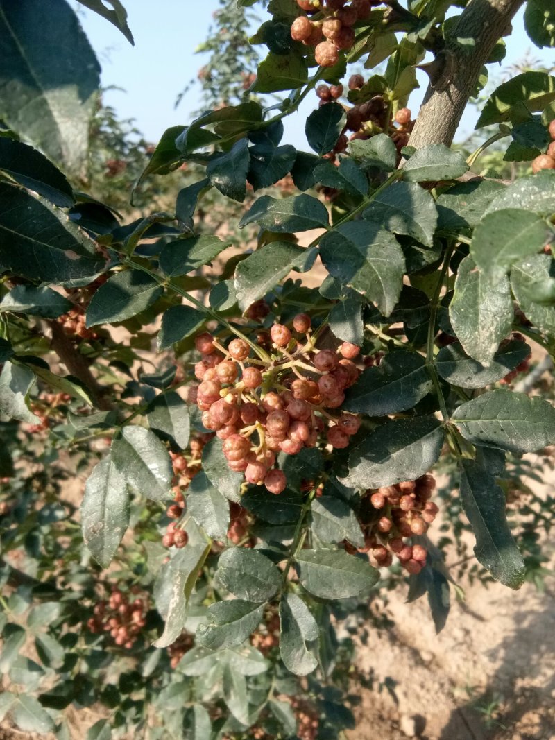 赵庄镇高山花椒大量上市