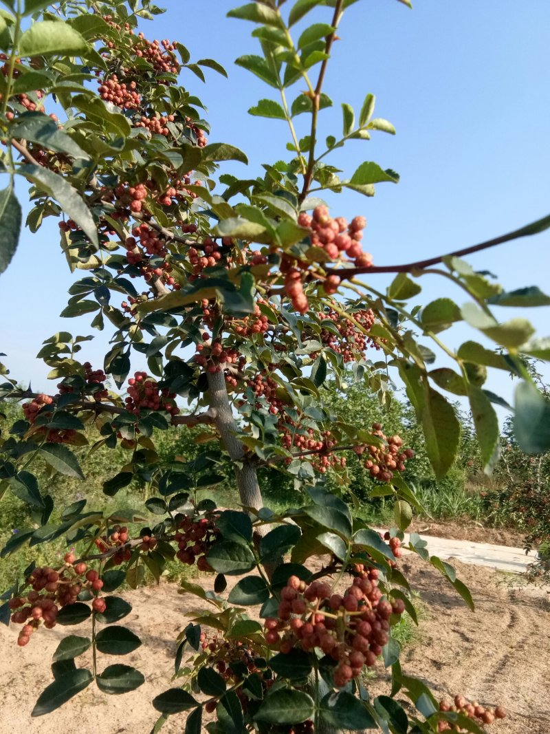 赵庄镇高山花椒大量上市