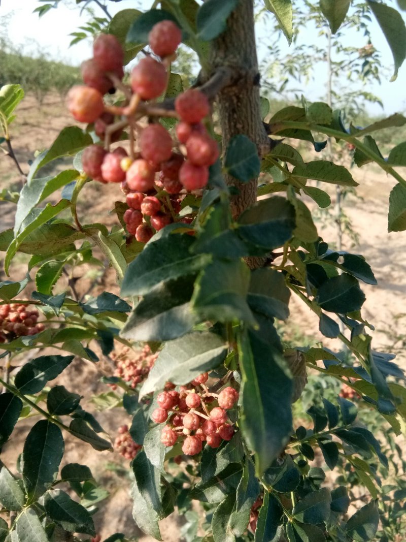 赵庄镇高山花椒大量上市