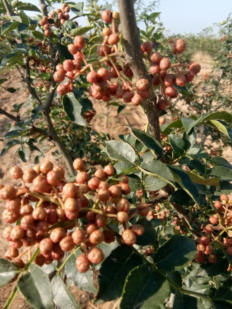 赵庄镇高山花椒大量上市