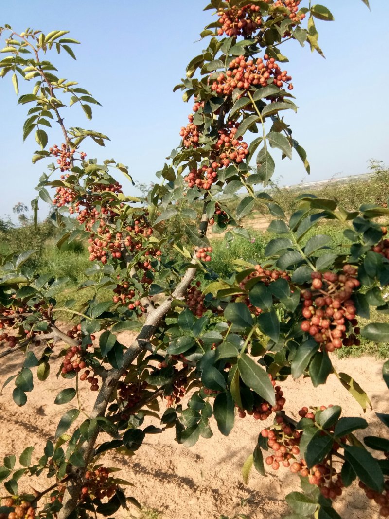 赵庄镇高山花椒大量上市