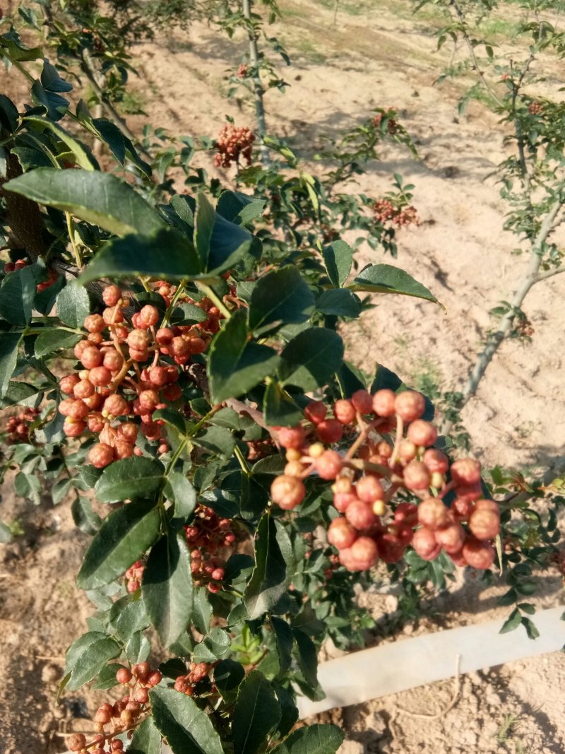 赵庄镇高山花椒大量上市