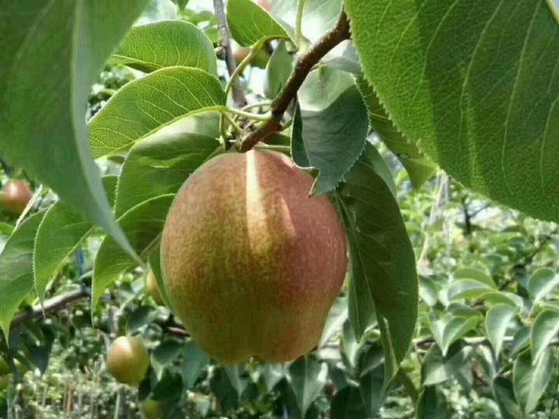 大量供应富硒新梨七号