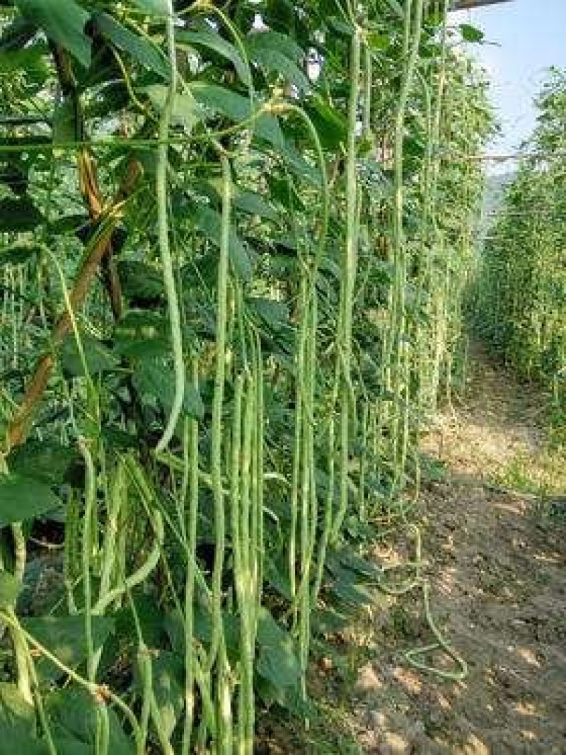 精选鲜嫩豆角大量供货价格公道