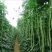 精选鲜嫩豆角大量供货价格公道