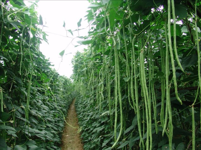 精选鲜嫩豆角大量供货价格公道
