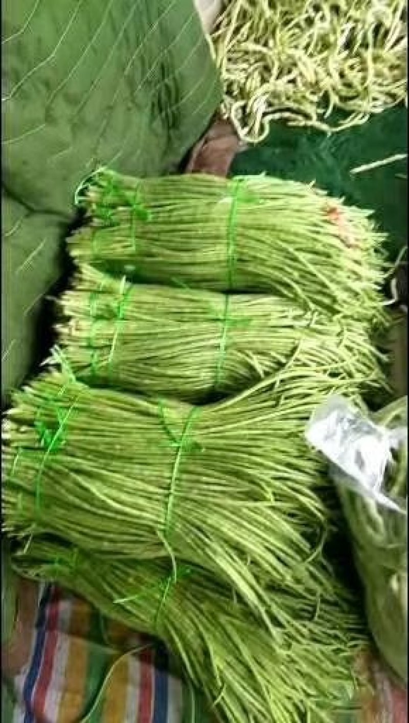 精选鲜嫩豆角大量供货价格公道