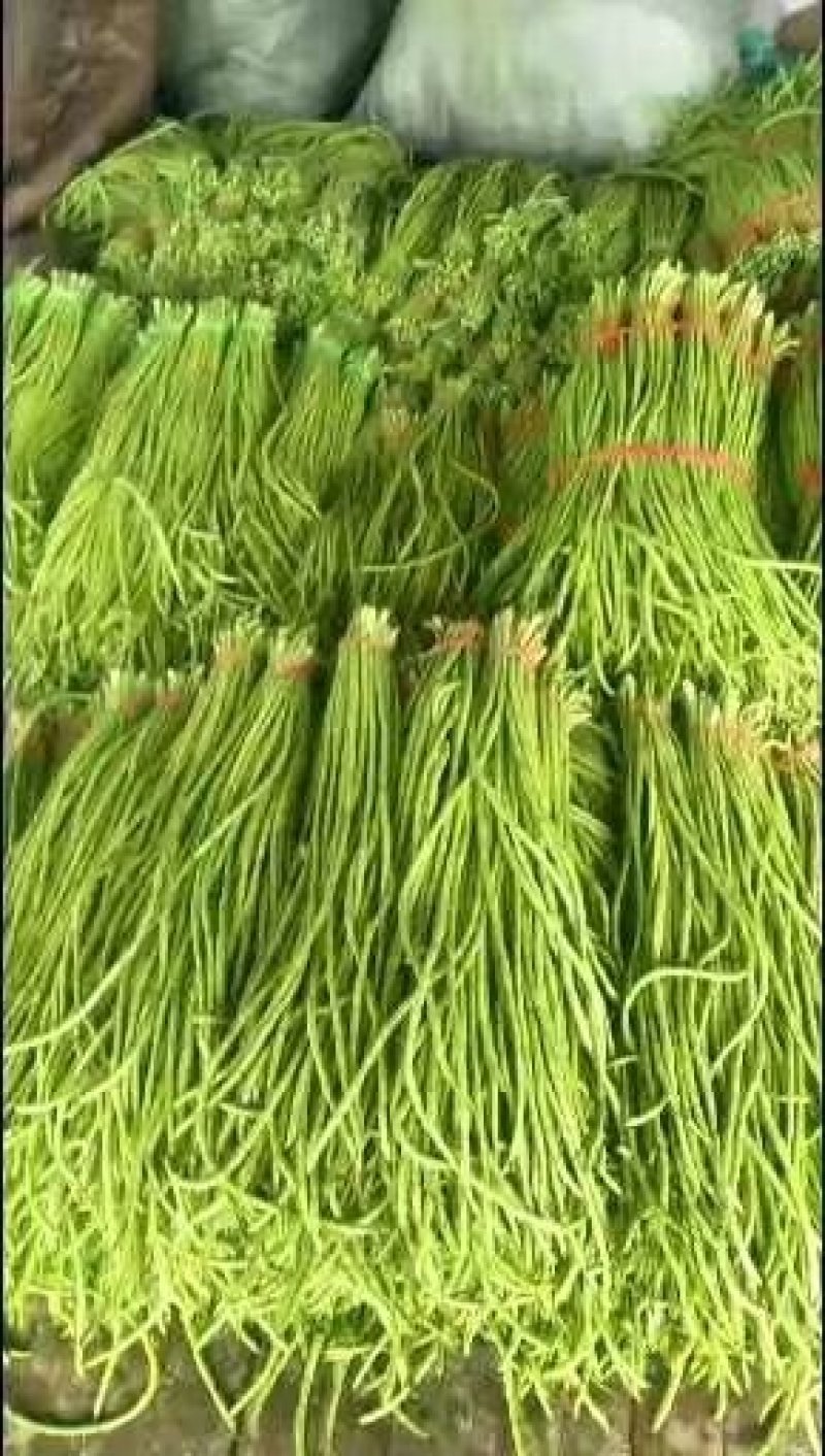 精选鲜嫩豆角大量供货价格公道