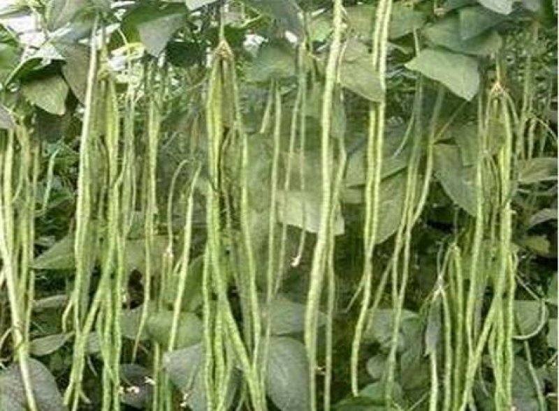 精选鲜嫩豆角大量供货价格公道