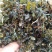 麦黄草菹草虾草