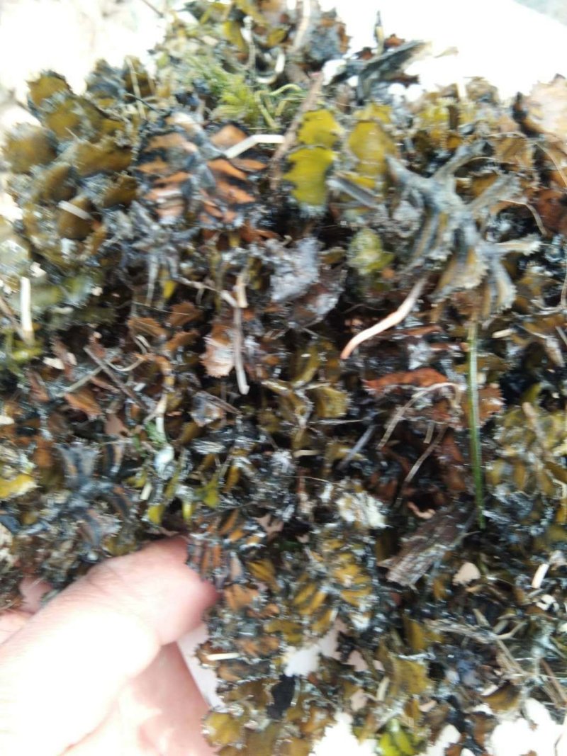 麦黄草菹草虾草