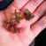 麦黄草菹草虾草