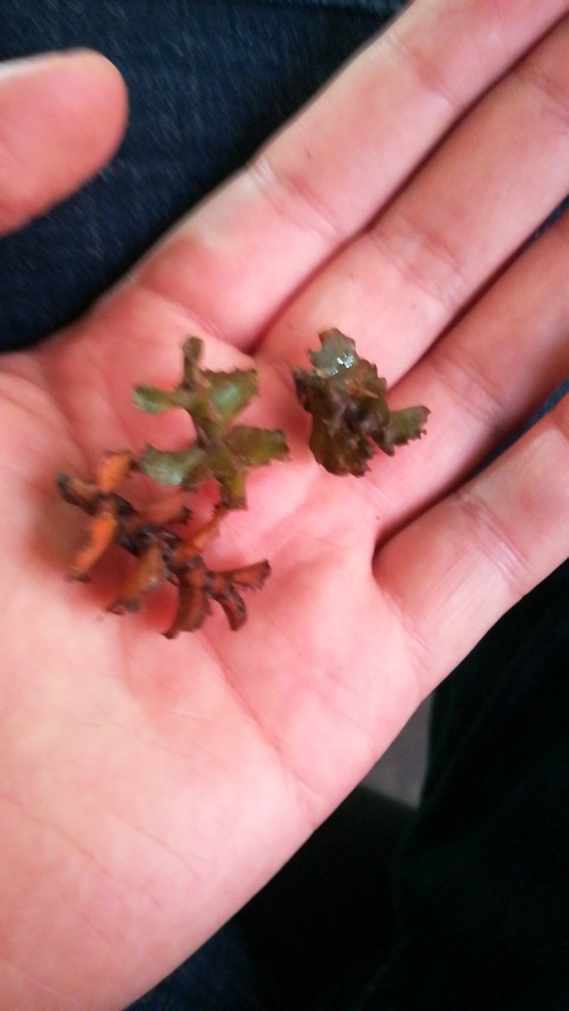 麦黄草菹草虾草