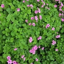 地被草花红花酢浆草红花蘸酱草红花炸酱草红花草