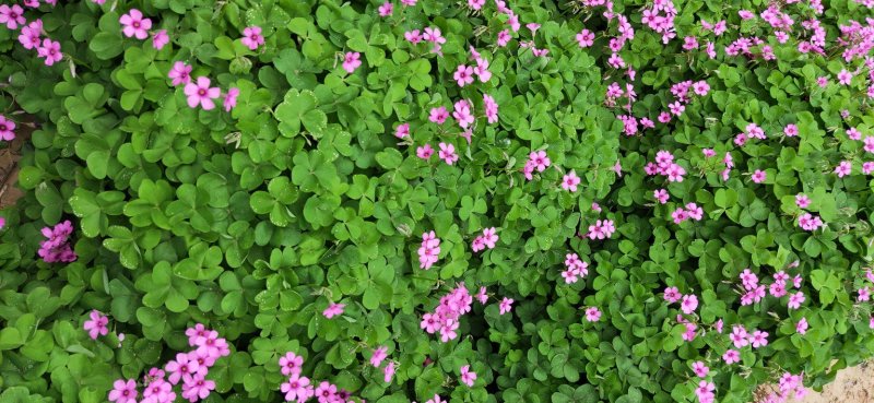 地被草花红花酢浆草红花蘸酱草红花炸酱草红花草