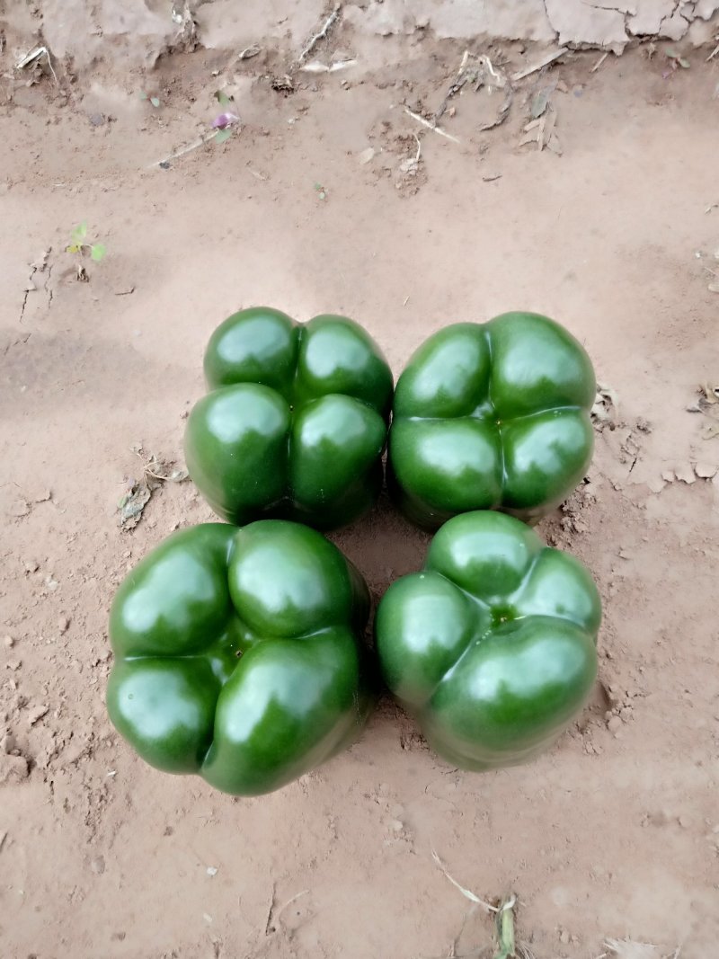茄果类圆椒