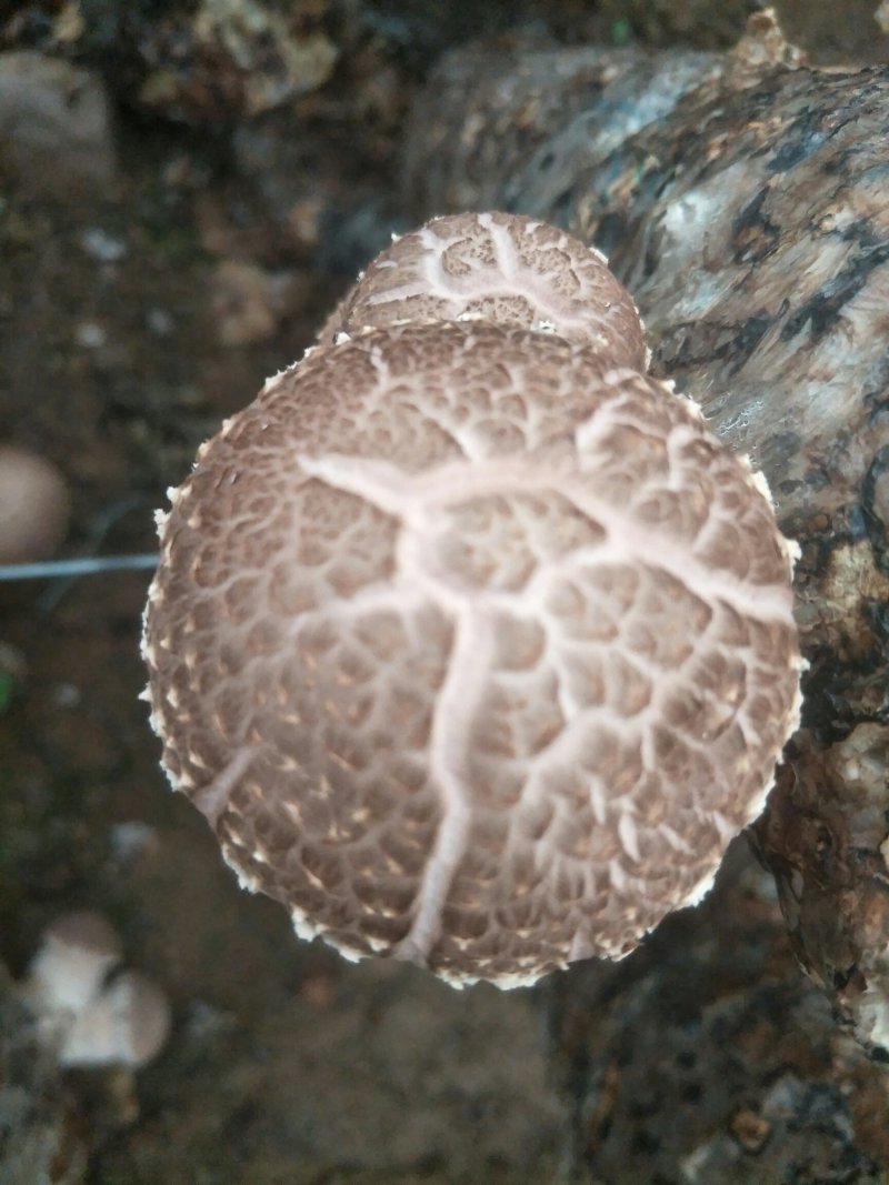 新鲜香菇