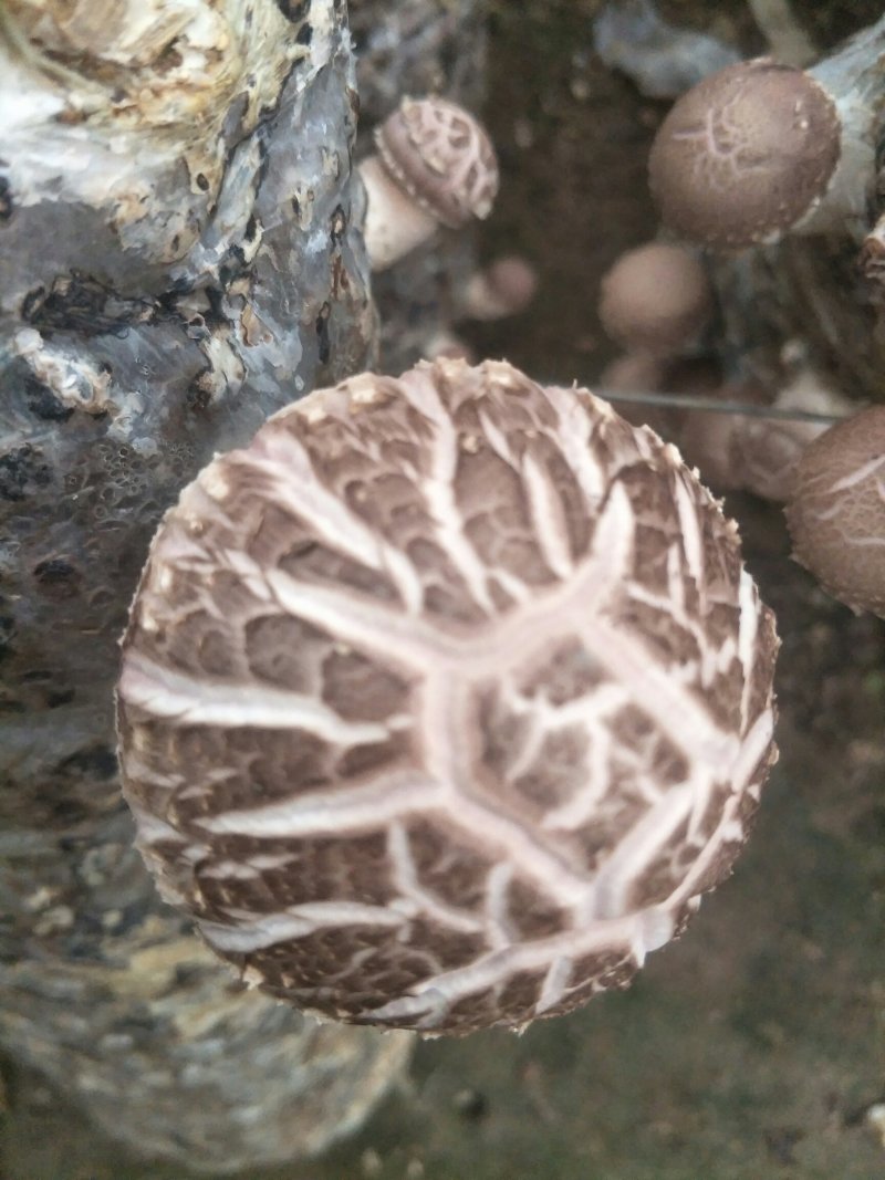 新鲜香菇