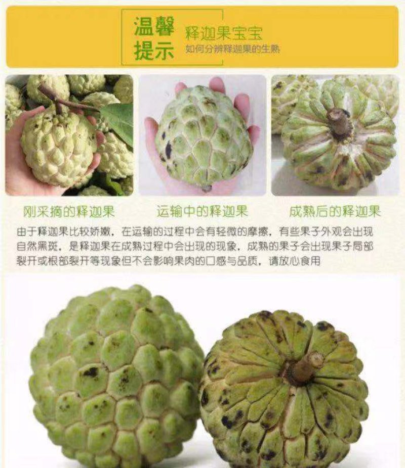 云南牛奶释迦果小果5斤包邮
