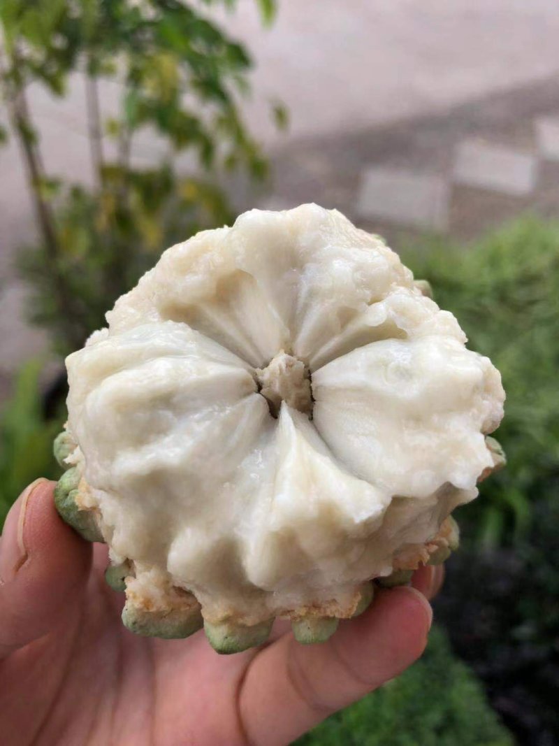 云南牛奶释迦果小果5斤包邮