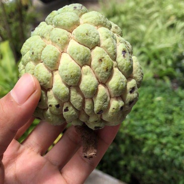 云南牛奶释迦果小果5斤包邮