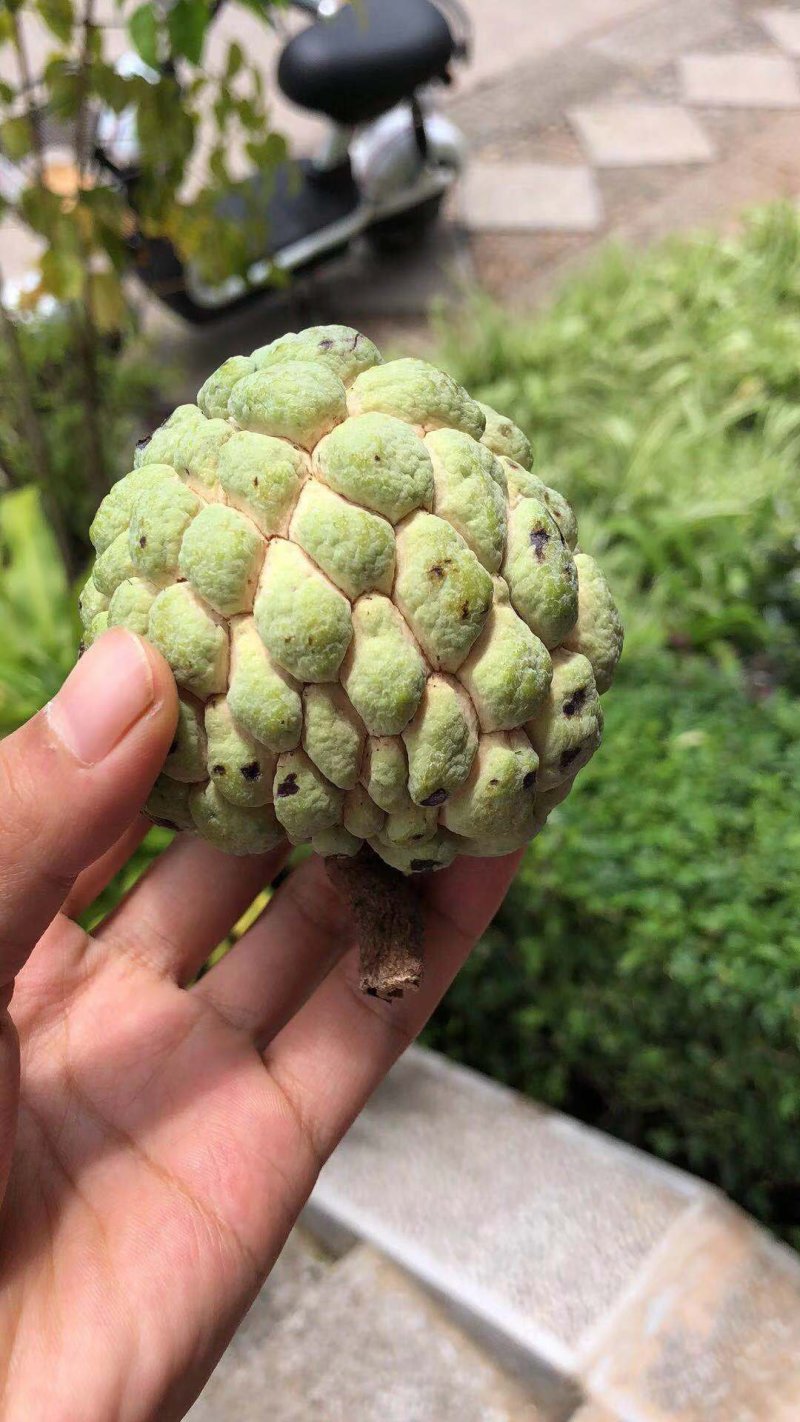 云南牛奶释迦果小果5斤包邮