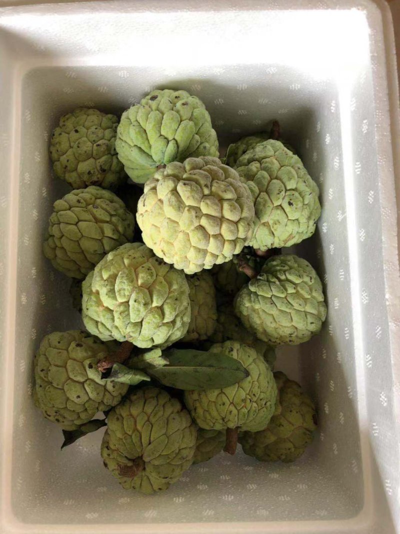 云南牛奶释迦果小果5斤包邮