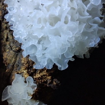 椴木银耳鲜货
