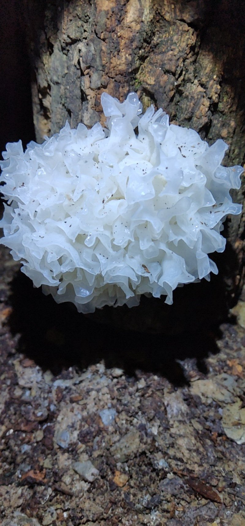 椴木银耳鲜货