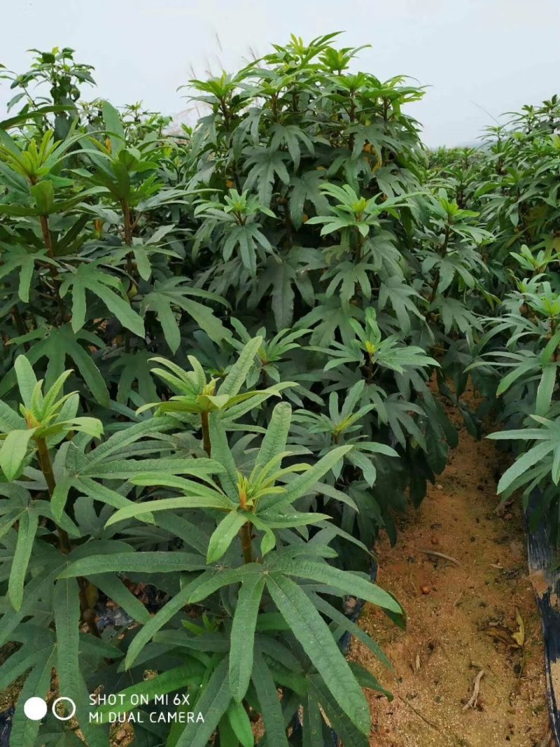 【精品】五指毛桃苗，包技术跟踪指导，送货上门，保证成活率