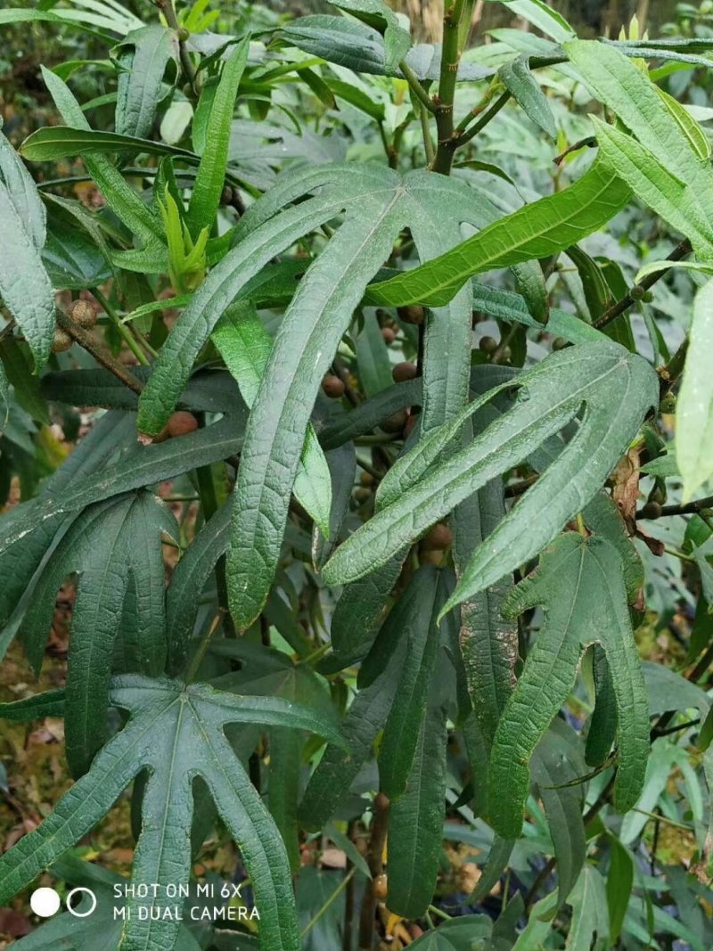 【精品】五指毛桃苗，包技术跟踪指导，送货上门，保证成活率