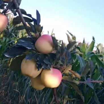 陕西早熟苹果🍎