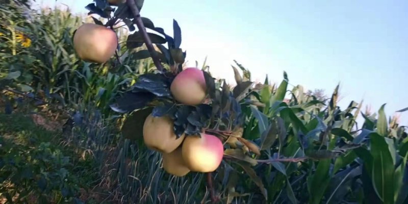 陕西早熟苹果🍎