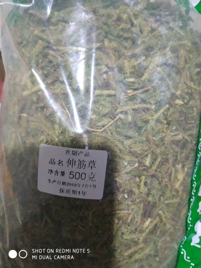 伸筋草两石松狮子草舒筋草农家初选农副产品