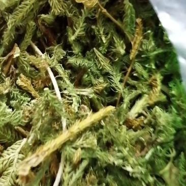 伸筋草两石松狮子草舒筋草农家初选农副产品