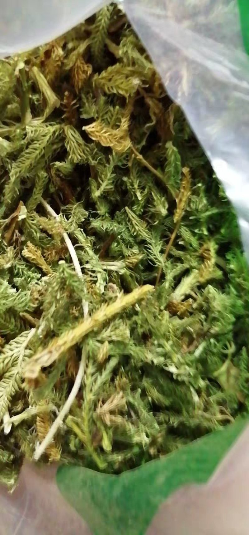 伸筋草两石松狮子草舒筋草农家初选农副产品