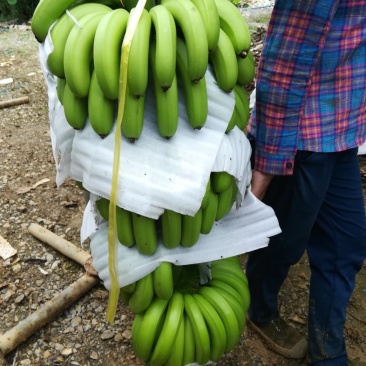 广西香蕉大量上市欢迎考察