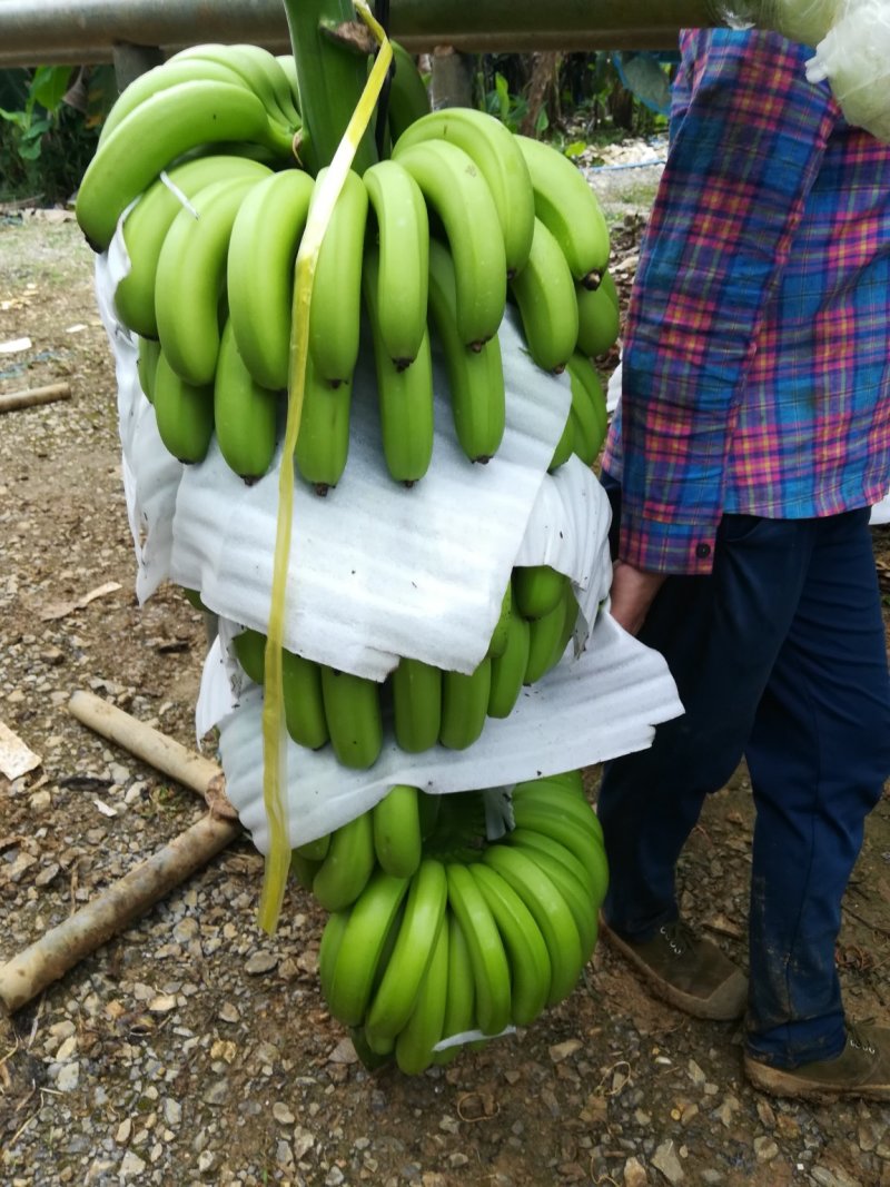 广西香蕉大量上市欢迎考察