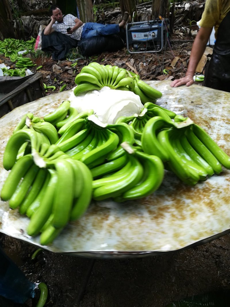 广西香蕉大量上市欢迎考察