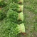 【实力商家】产地直发【诚实守信】保质保量【精品芹菜】芹菜