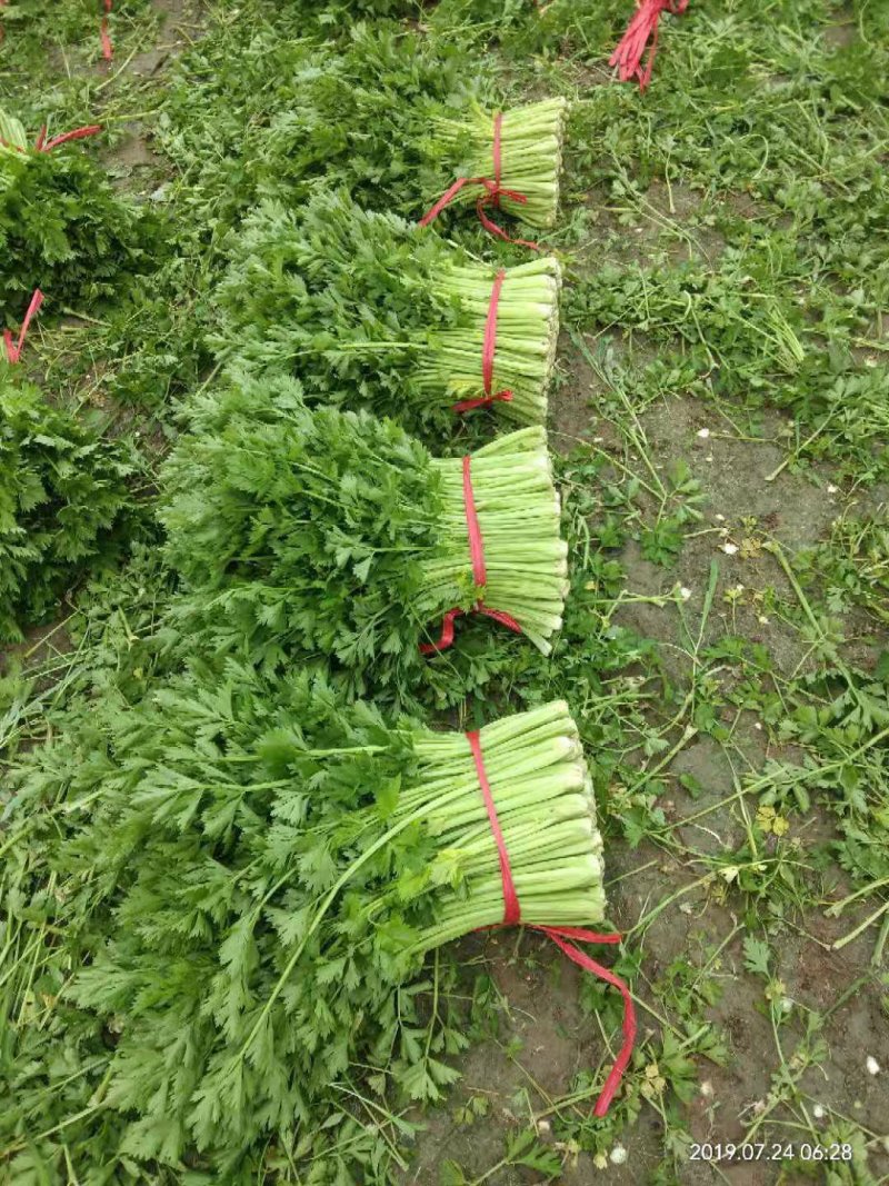 【实力商家】产地直发【诚实守信】保质保量【精品芹菜】芹菜