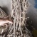 批发黄芪黄芪北芪原条非切片山黄芪野黄芪