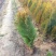 洒金柏