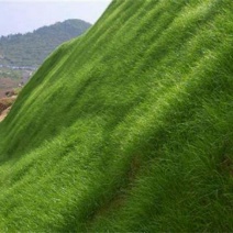 百喜草种子道路护坡水土保持公路堤坝绿化草种子矿区覆绿