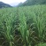 大别山800米高山茭白，绿色无公害