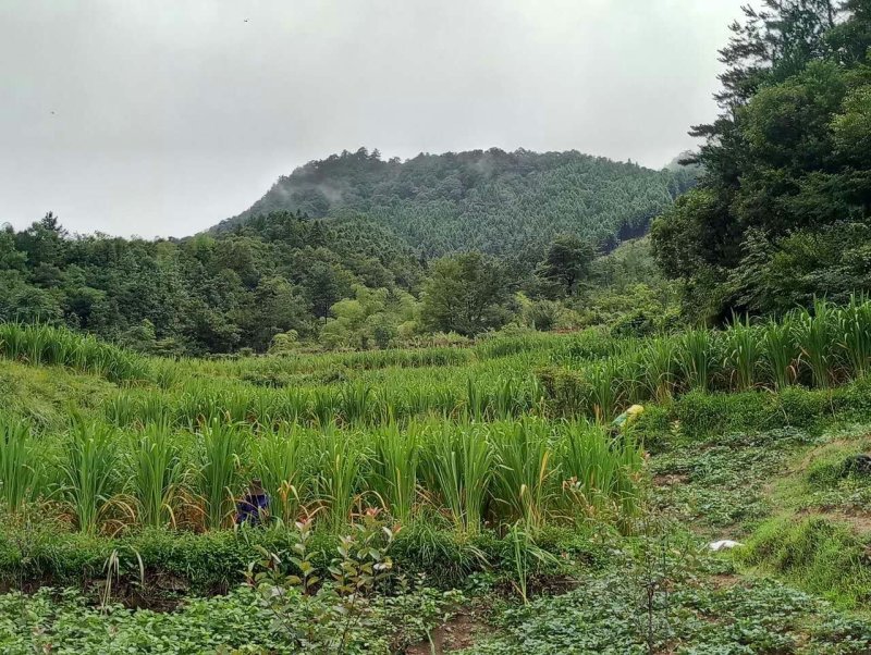 大别山800米高山茭白，绿色无公害